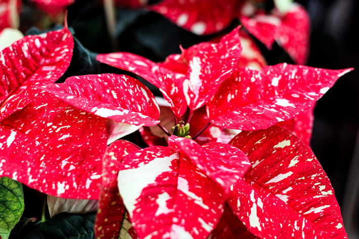 How To Multiply & Extend Your Poinsettia