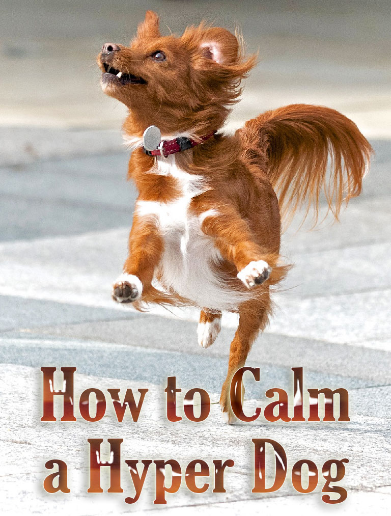 How to Calm a Hyper Dog