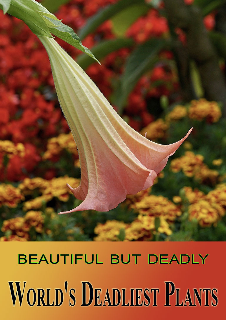 11 of the World's Deadliest Plants