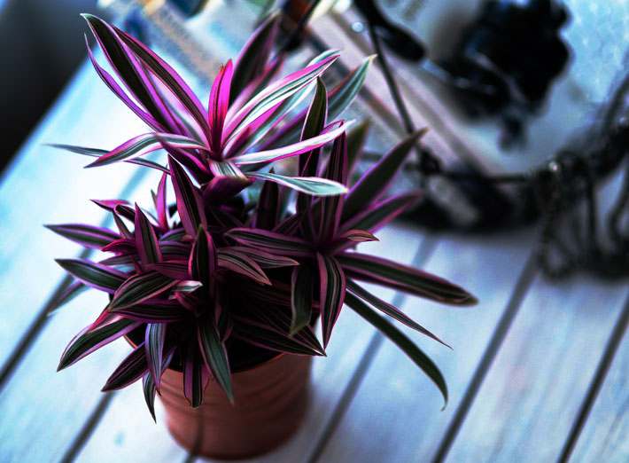 11 Mistakes that Kill Your Houseplants