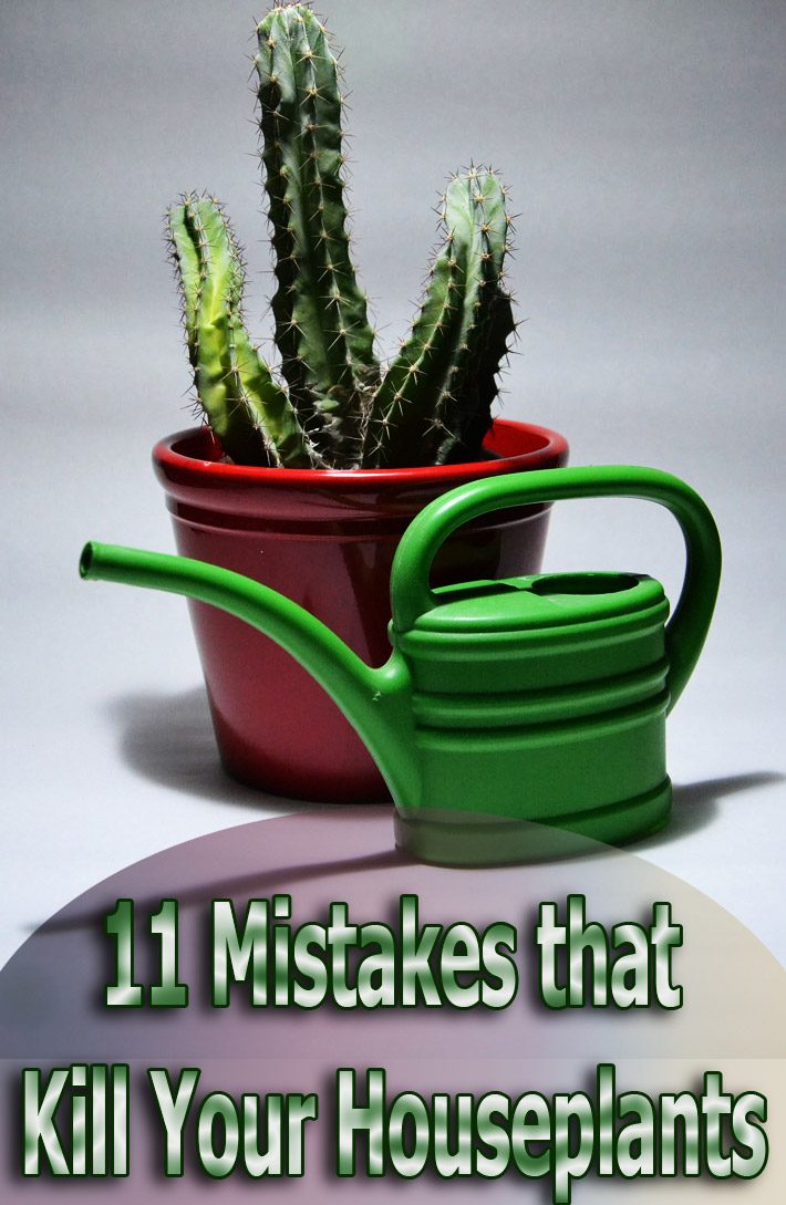 11 Mistakes that Kill Your Houseplants