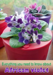 Everything you need to know about African Violet