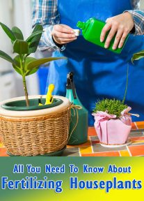 About Fertilizing House Plants