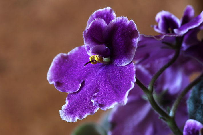 Eʋerything you need to know aƄout African Violet