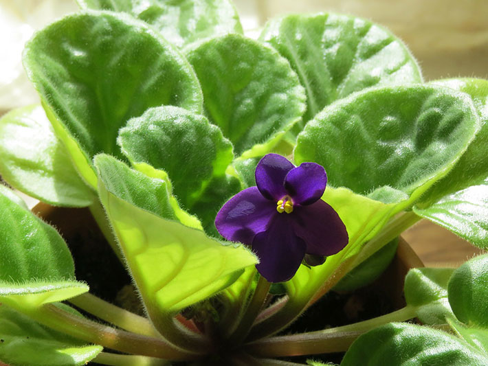 Everything you need to know about African Violet 3