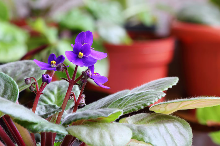 Everything you need to know about African Violet 4