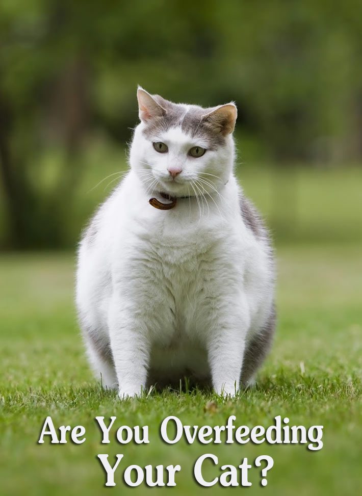 Are You Overfeeding Your Cat?