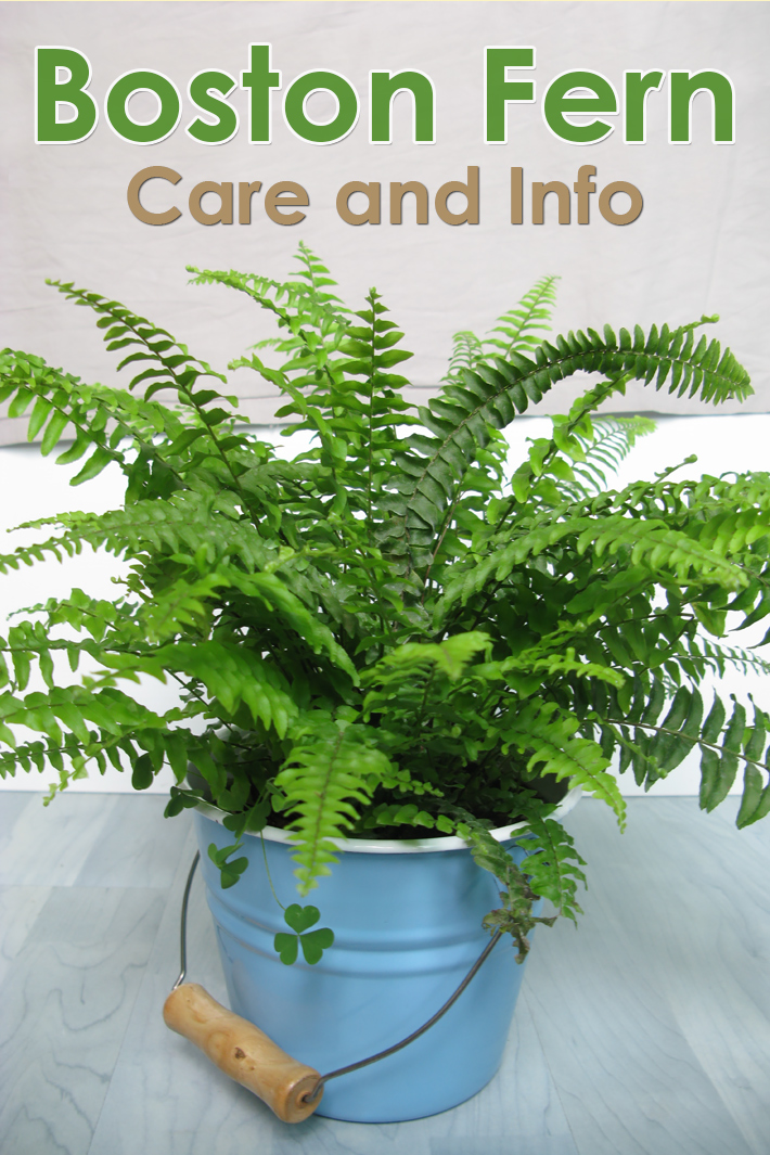 How To Take Care Of A Boston Fern - Quiet Corner