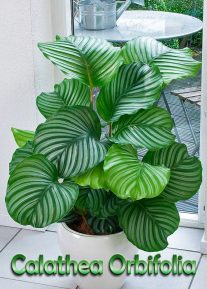 How to Grow and Care for Calathea Orbifolia