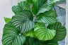 How to Grow and Care for Calathea Orbifolia