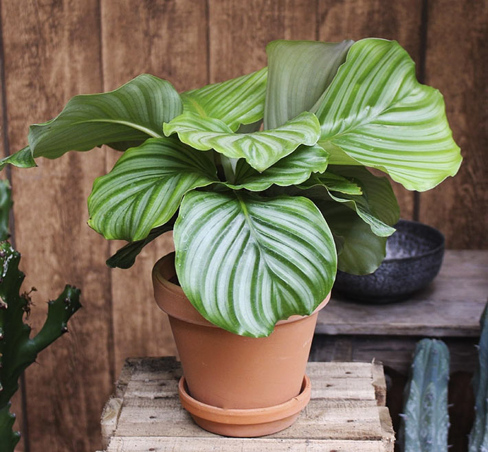 How to Grow and Care for Calathea Orbifolia 3