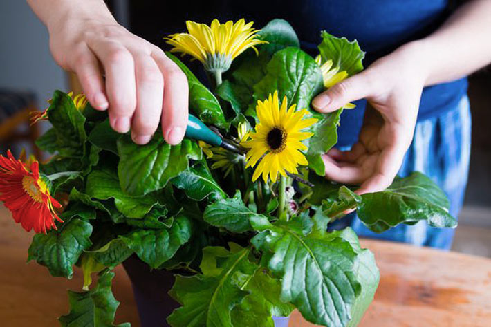 Gerbera Houseplants: Growing Gerbera Daisy Indoors 2