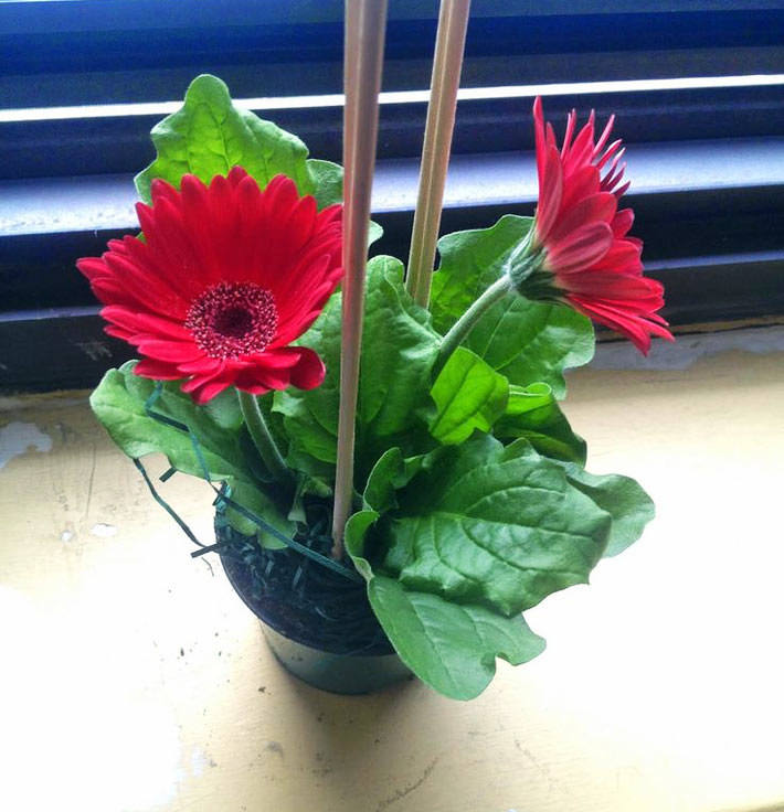 Gerbera Houseplants: Growing Gerbera Daisy Indoors 3