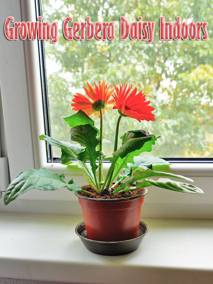 Gerbera Houseplants: Growing Gerbera Daisy Indoors
