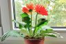 Gerbera Houseplants: Growing Gerbera Daisy Indoors