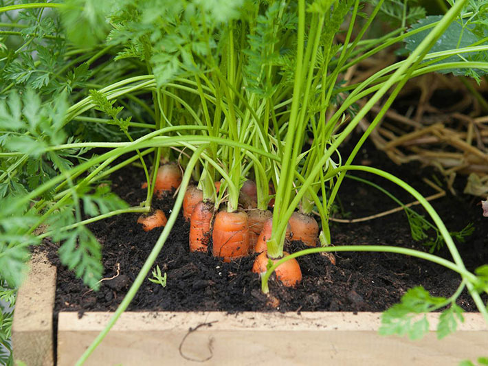 How To Grow Carrots In Containers
