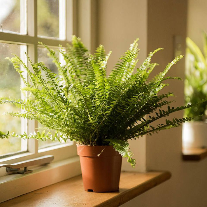 How To Take Care Of A Boston Fern