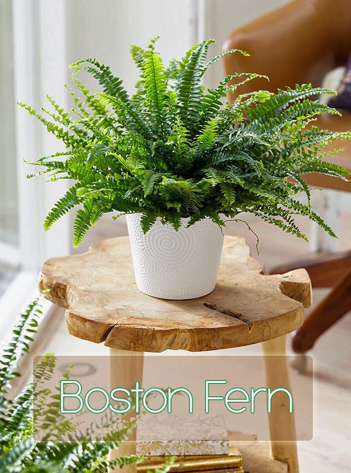 How To Take Care Of A Boston Fern