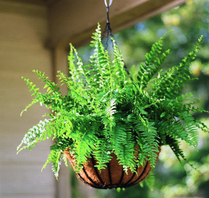 How To Take Care Of A Boston Fern 5