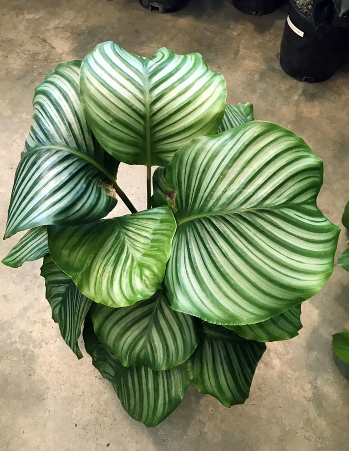 How to Grow and Care for Calathea Orbifolia 2