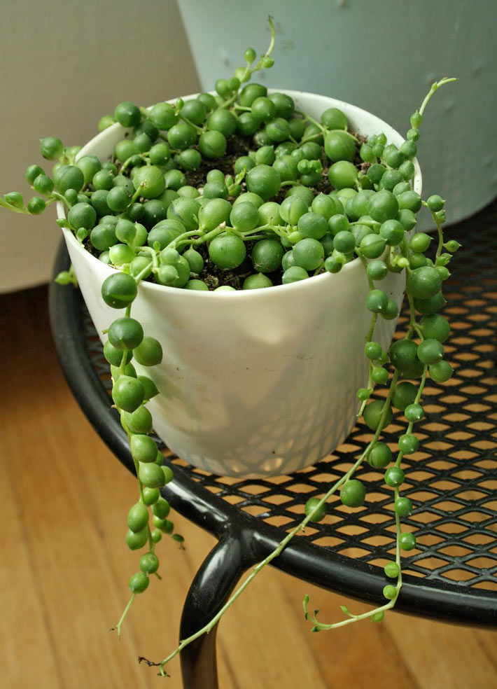 How to Grow and Care for a String of Pearls 2