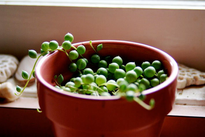 How to Grow and Care for a String of Pearls 3