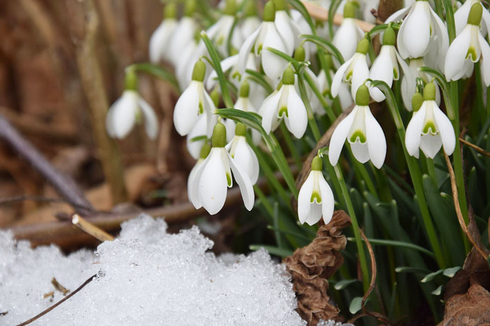 March Gardening Guide: March Garden Tasks in Your Region 2