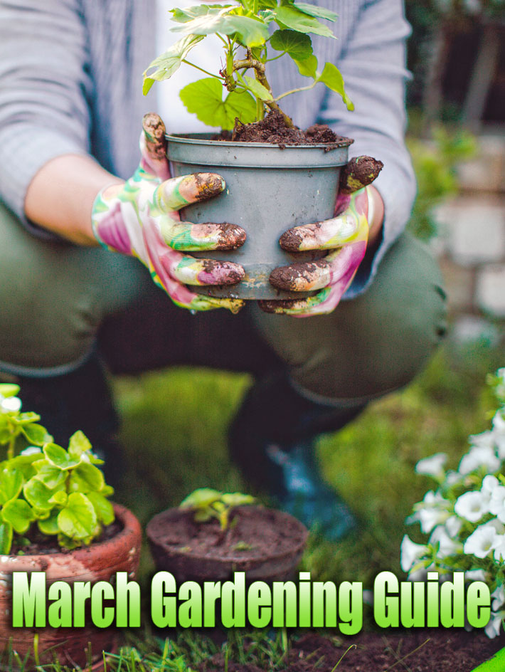 March Gardening Guide: March Garden Tasks in Your Region