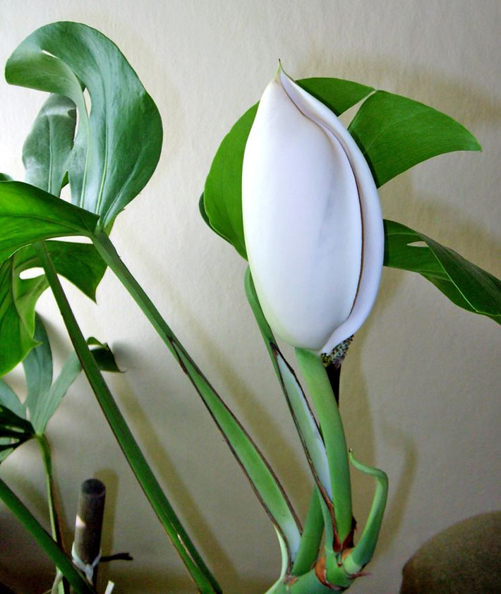 Monstera Deliciosa - The Swiss Cheese Plant 2