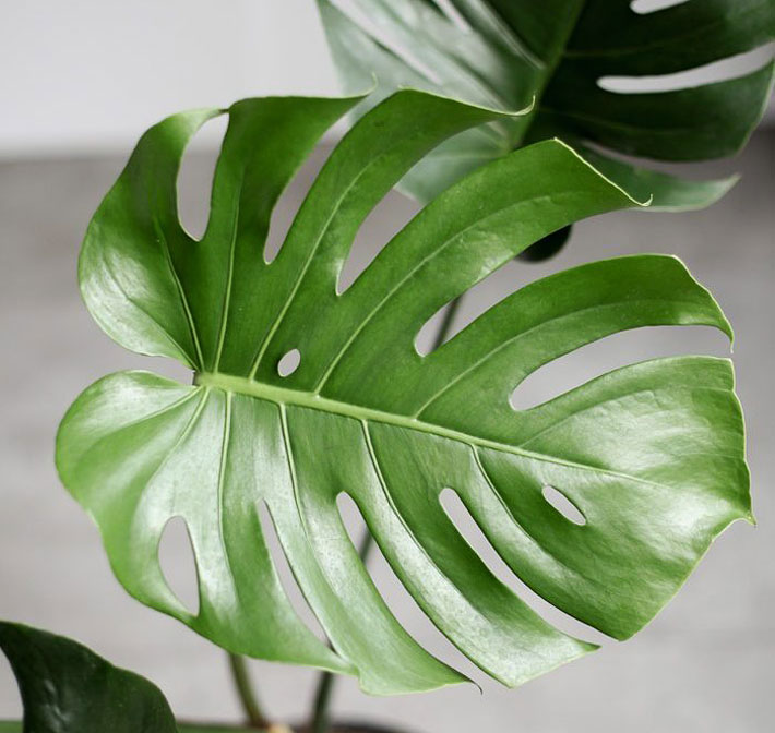 Monstera Deliciosa - The Swiss Cheese Plant