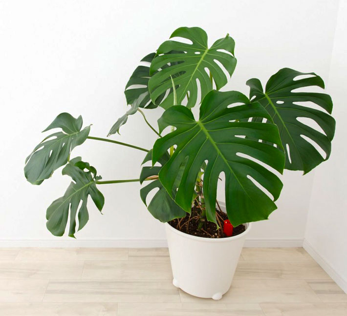 Monstera Deliciosa - The Swiss Cheese Plant