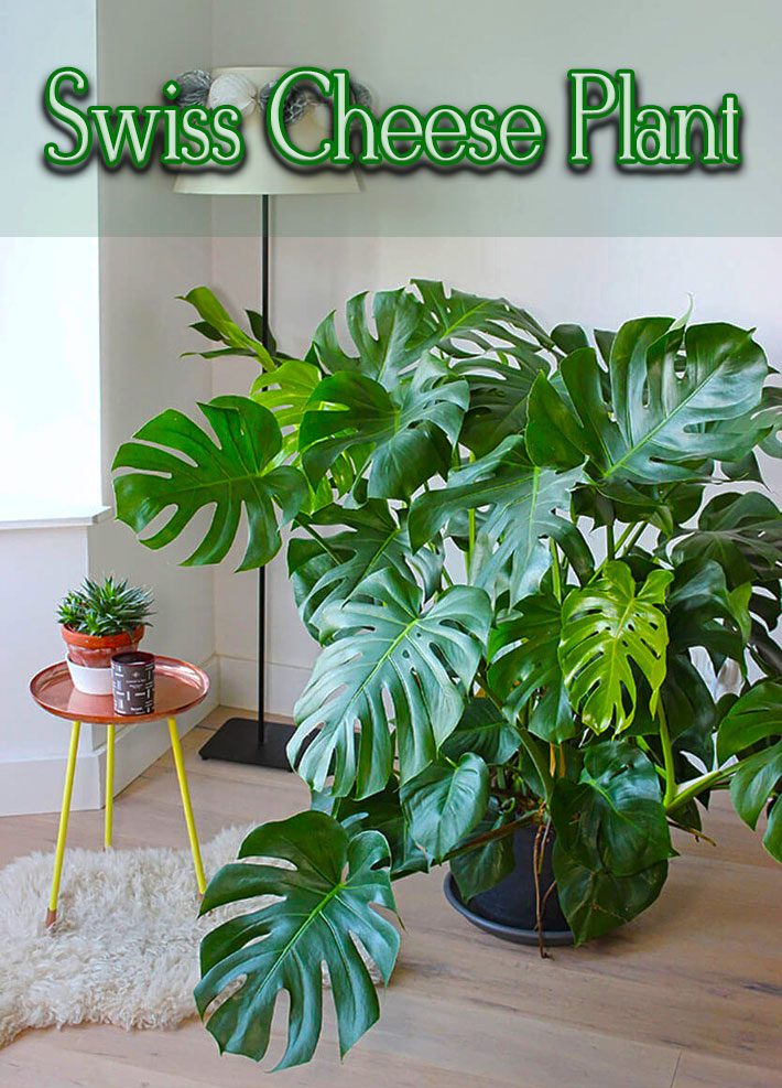 Monstera Deliciosa – The Swiss Cheese Plant