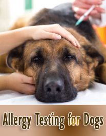 Allergy Testing for Dogs
