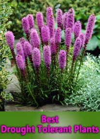 Best Drought Tolerant Plants