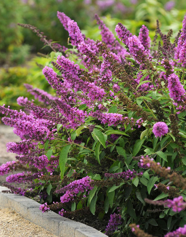 drought-tolerant plants