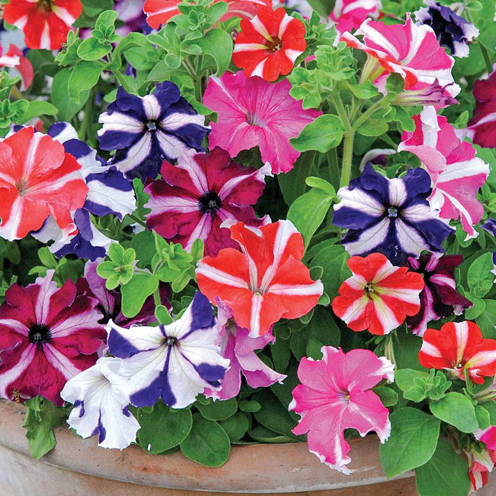 Best Flowers for Balcony Garden