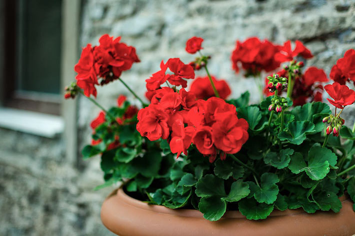 Best Flowers for Balcony Garden