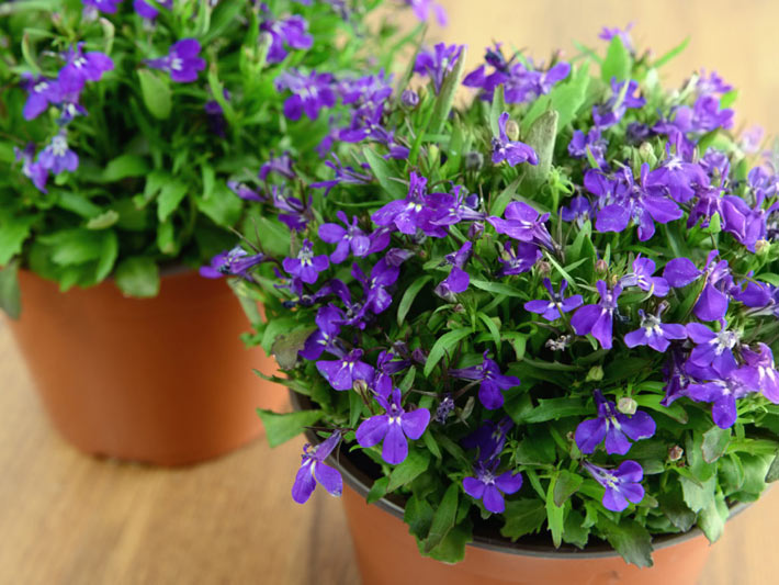 Best Flowers for Balcony Garden