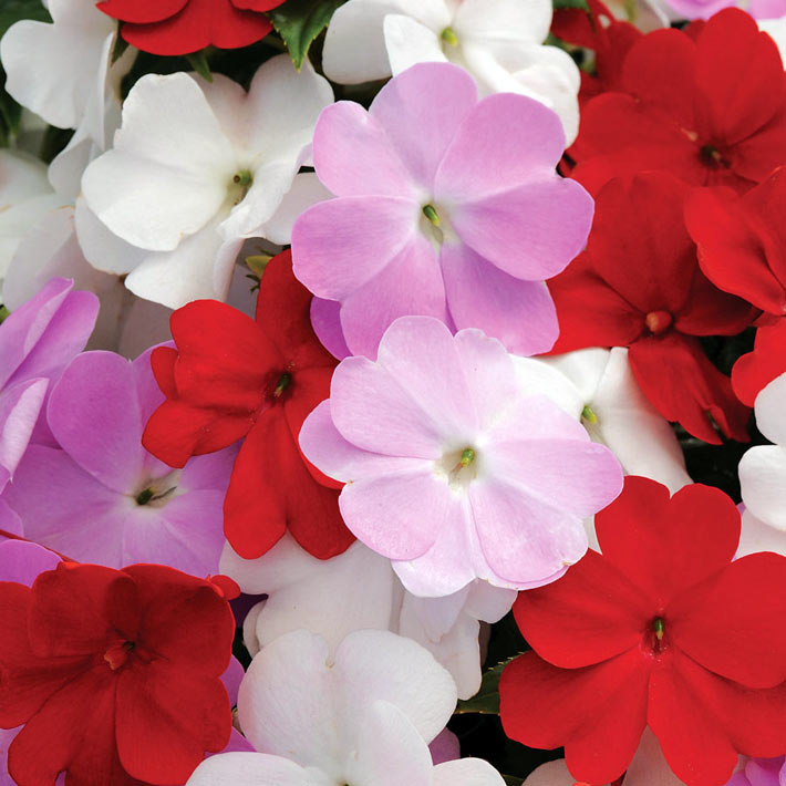 Best Flowers for Balcony Garden