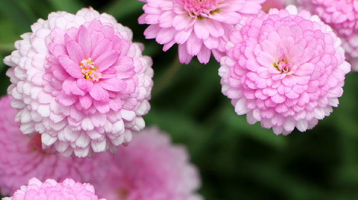 Best Flowers for Balcony Garden