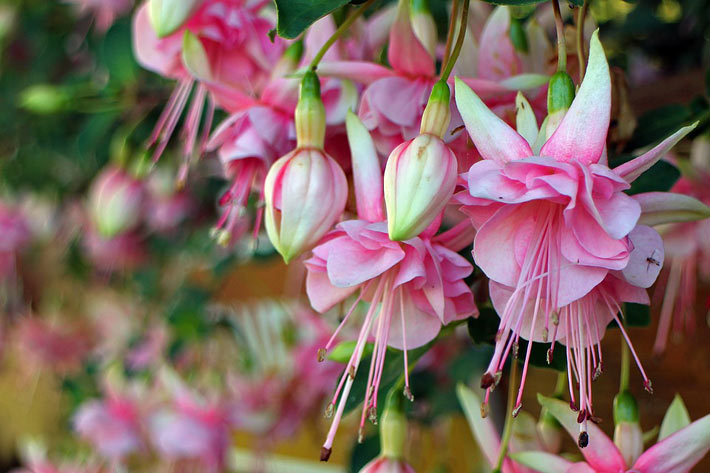 Best Flowers for Balcony Garden