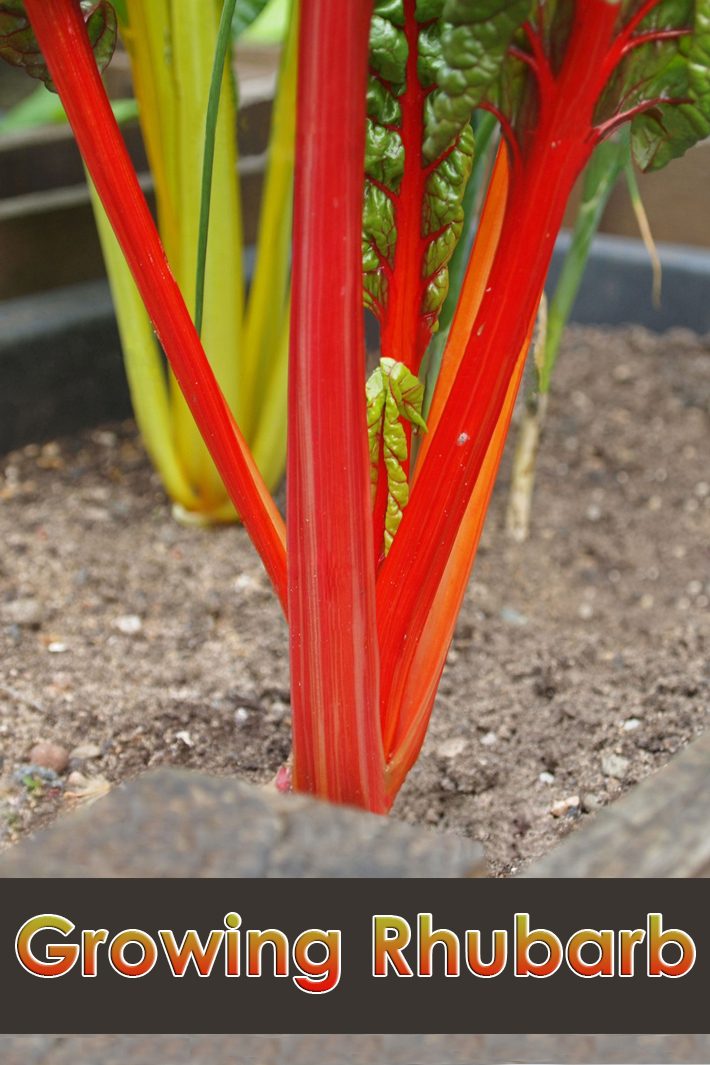 Early Spring Gardening – Growing Rhubarb