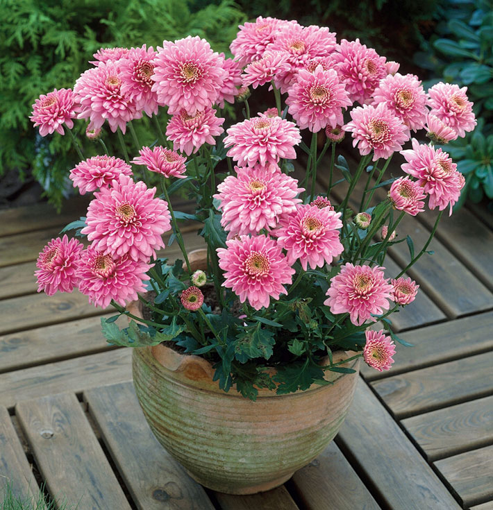 How to Grow Chrysanthemums in Pots