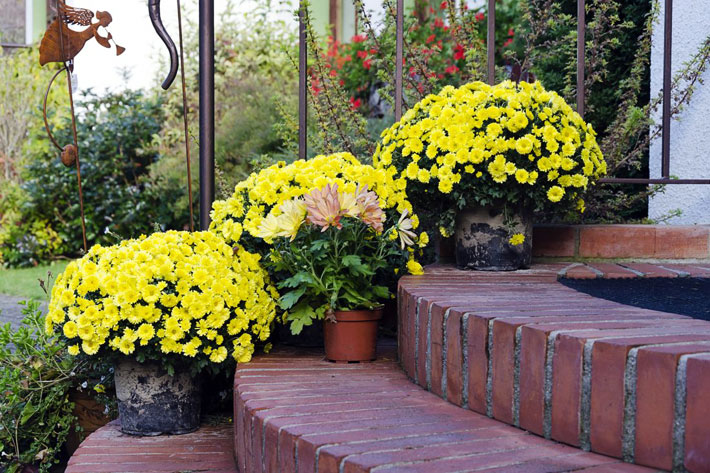 How to Grow Chrysanthemums in Pots