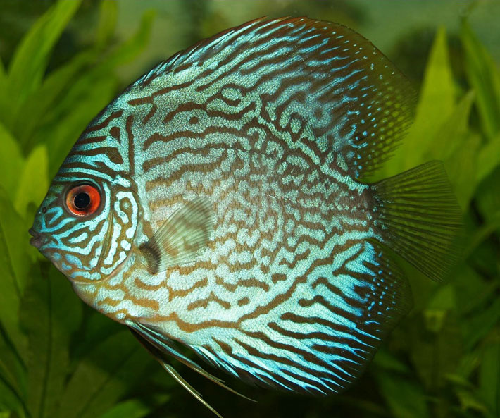 Top 15 Most Beautiful Fish in the World