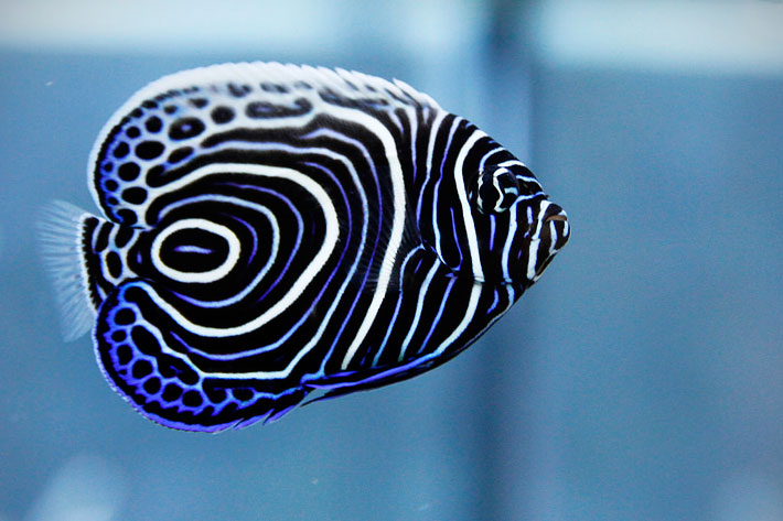 Top 15 Most Beautiful Fish in the World