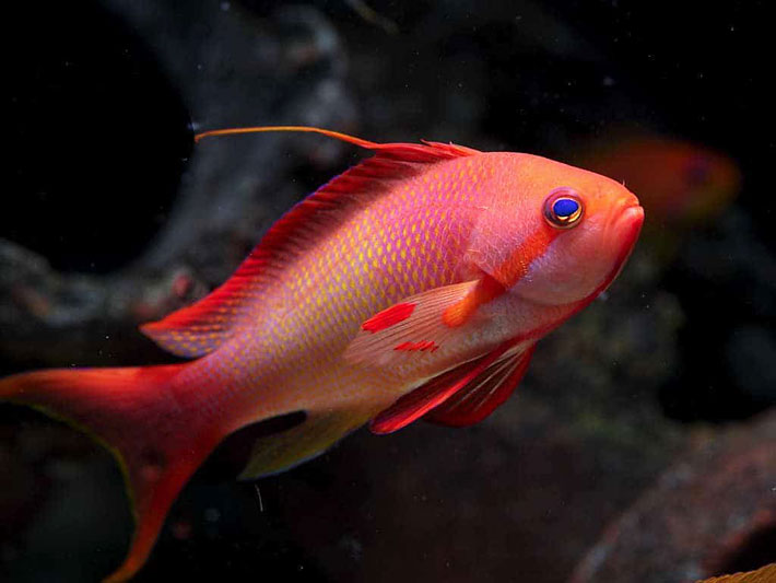 Top 15 Most Beautiful Fish in the World