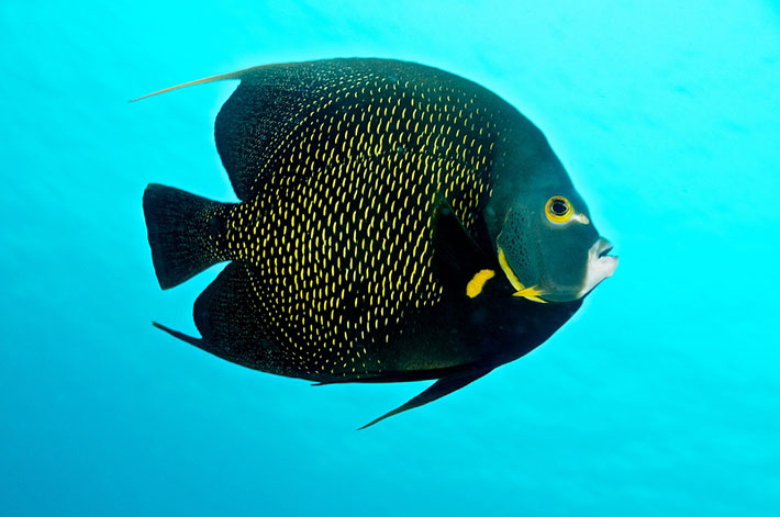 Top 15 Most Beautiful Fish in the World