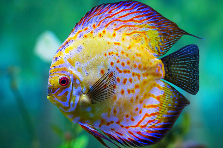 Top 15 Most Beautiful Fish in the World