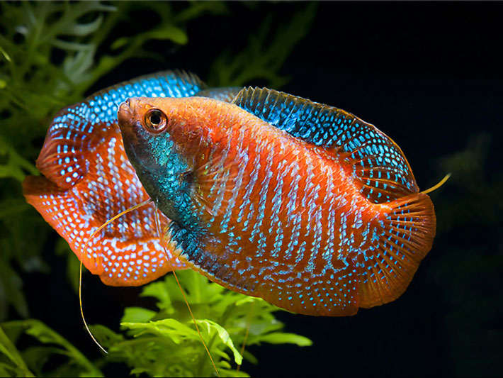 Top 15 Most Beautiful Fish in the World